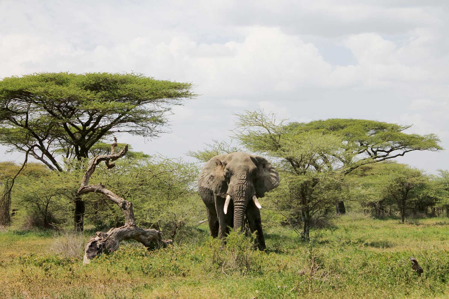 Ralph Lauren Goes on Safari (Image: Skylar Furley)