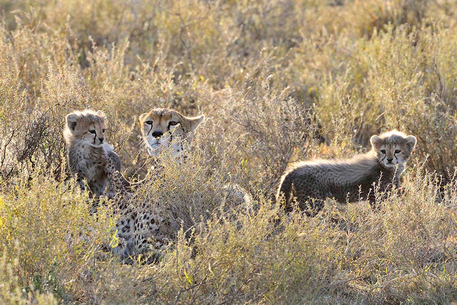 Ndutu Cheetah and Cubs (Image: Martin Van Locken)