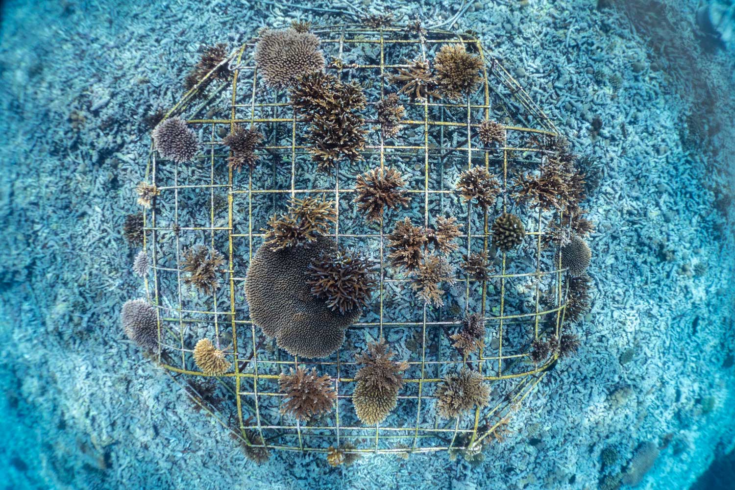 Fregate Island Coral Restoration