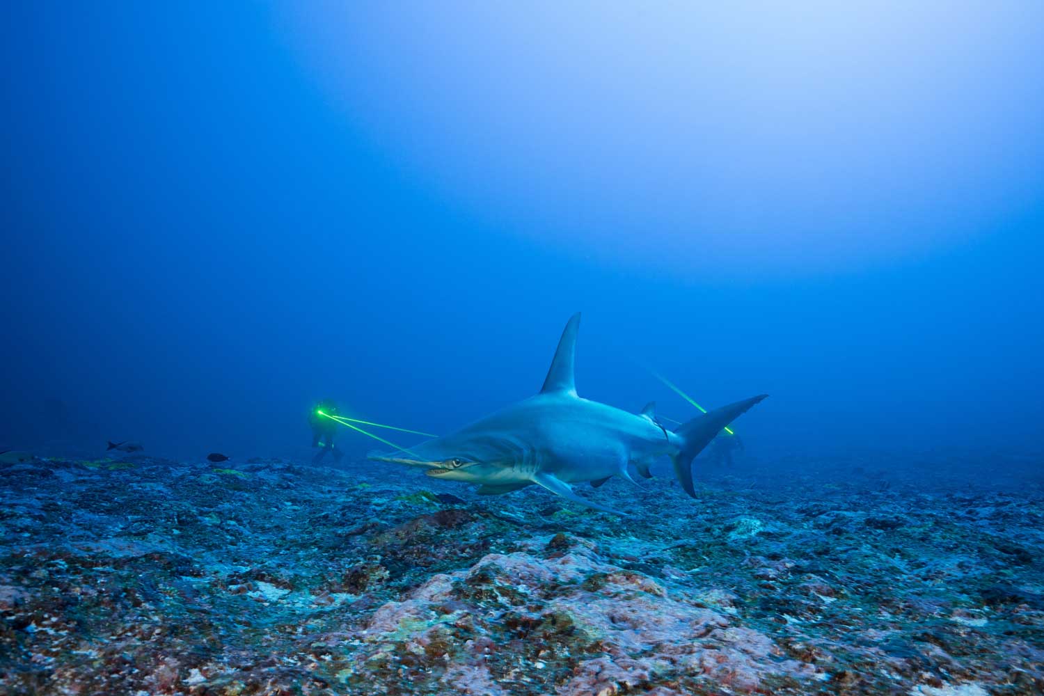 Mokarran Protection Society, Blancpain Great Hammerhead Shark (Credit: Thomas Pavy)
