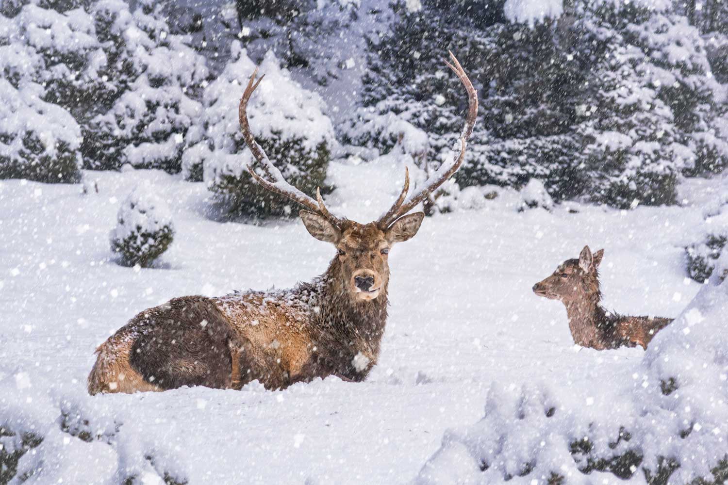 Each year, some 15,000 wild red deer are culled in Switzerland as part of efforts to control the deer population and protect the Swiss countryside